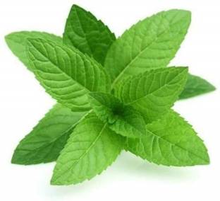 ActrovaX XXX PEPPERMINT [1000 Seeds] Seed