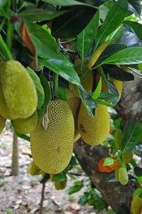 Kapebonavista Jackfruit Katahal Kathal Theibong Phanas plant, it is a plant not a seed Seed