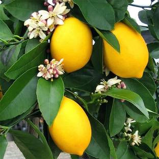 Bahan Traders Lemon Plant