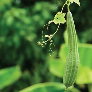 SENECIO Ridge Gourd, Ribbed Gourd, Turai, Turiya Seed