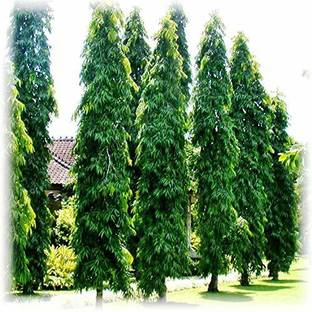 EVY Ashok Plant