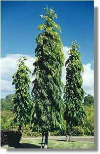 Plants Point Ashok Plant