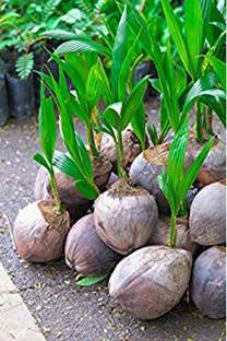 Ukanda Coconut Plant