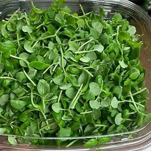 VibeX VXI-634- Basil Italian Green Sprout seeds Seed
