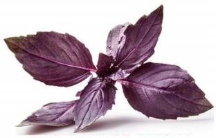 VibeX VXI-341-Herb Seeds Red Basil For Home Gardening Planting Seed