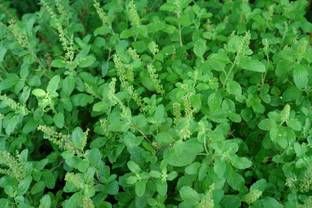 Green World Rama Tulsi 50 Gms seeds Seed