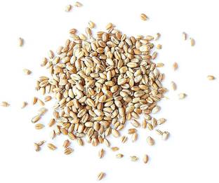 VibeX Wheatgrass Seed