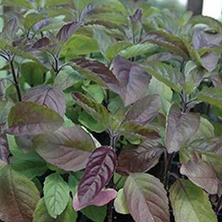 VibeX Krishna Tulsi Seeds"Holy Basil" Seed