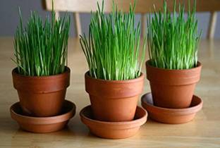 VibeX ® VXI-94-Wheatgrass Microgreens Seeds Home Garden Seeds Seed