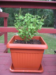VibeX ® VXI-308-Sacred Kapoor Tulsi Trittavu Ocimum Sanctum Holy Basil Seed