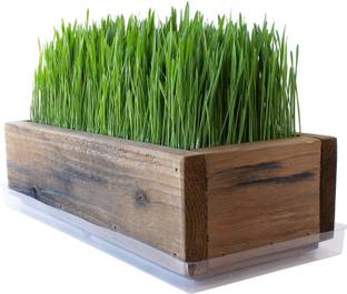 VibeX Wheat Grass Seed