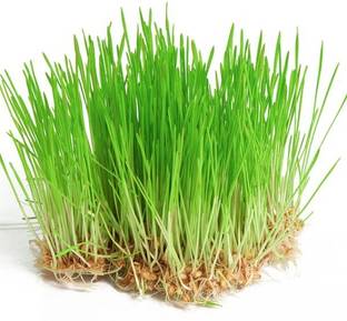 VibeX ™ VXI-315-Large Potted Grass (Wheat Cat Grass) Seeds Seed