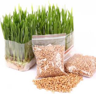 VibeX VXI-823-Catnip Wheat Grass Seeds Seed