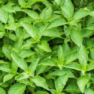 VibeX Microgreens Basil Thai Siam Queen Sprout seeds Seed