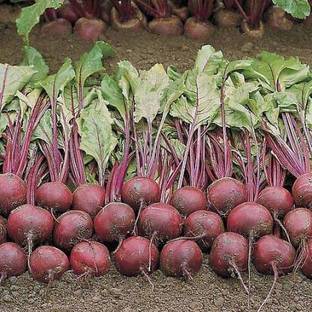 Chalisa Beta vulgaris, Beetroot Seed
