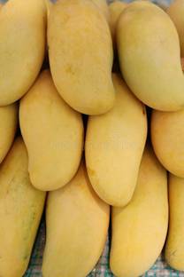Exotica Orchids Mango Plant