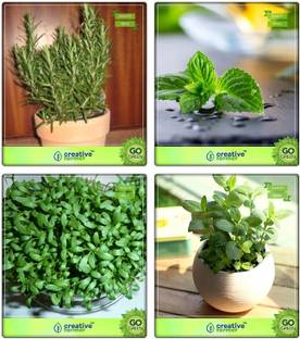 VibeX ® XLL-300- Herb Plant Combo Rosemary, Mint, Cress Common, Lemon Basil Herb Seeds Combo Seed