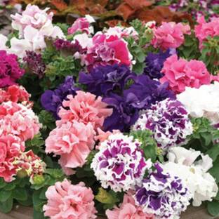 Kofy PETUNIA Seed