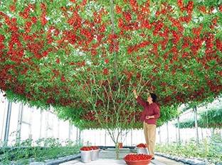 EVY Tomato Plant
