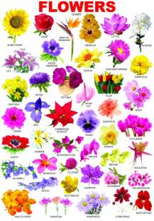 voorkoms 30.48 cm Flower Name Chart Art Wall Sticker for Room Class home kids room Educational Large Wall Sticker Charts Removable Sticker