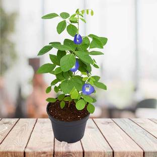 RUDRAKSH Aparajita/ Butterfly Pea Plant