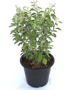 Click to buy Tulsi Plant