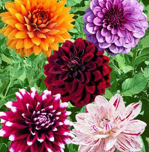 Paudha Dahlia Seed