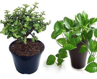 AloGardening Money Plant