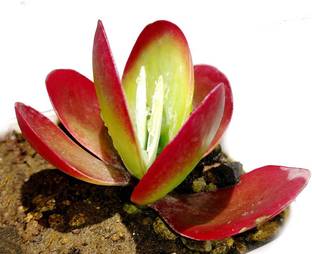 EZtect Kalanchoe Plant