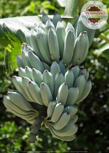 Bandaris Horticulture 45pcs Rare Blue Banana Musa Dwraf Plant Bonsai Gift Seed Price In India Buy Bandaris Horticulture 45pcs Rare Blue Banana Musa Dwraf Plant Bonsai Gift Seed Online At Flipkart Com