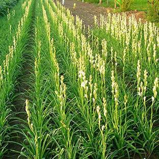 EVY Tuberose/Rajnigandha Plant