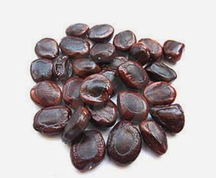 VibeX VXI-219Guarenteed Germination Tamarind, imli or Tamarindus indica Tree Seed