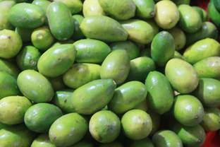 VibeX ™ XII-461 Nimboo Kagji Lemon Bangladesh Variety (1.5 to 2 ft Height) Seed