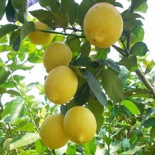 VibeX Hybrid Kagzi Lemon Seed