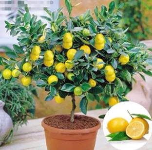 VibeX Lemon Seed