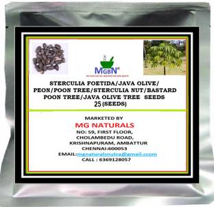 MGBN STERCULIA FOETIDA/JAVA OLIVE/PEON/POON TREE/STERCULIA NUTPOON TREE/JAVA OLIVE TREE SEEDS - 25 SEEDS Seed
