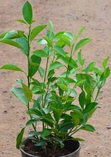 VibeX ™ XII-95 Mosambi/Mausambi/Sweet Lemon Fruit Plant Seeds Seed