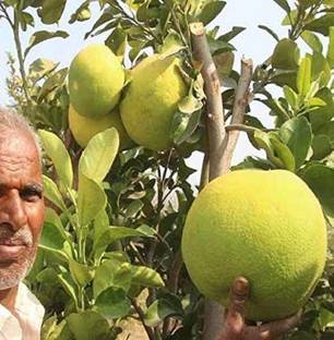 Qualtivate ™ Citrus Limetta Plant -Indian Sweet Lemon Seed