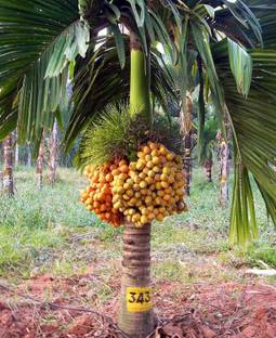 SRIJAPLANT Betel Nut/Supari Plant