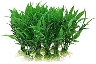 XOLDA Water grass Seed