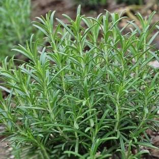 Foscos Rosemary Seed