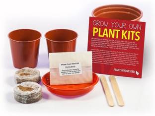 VibeX Cherry Bomb Chilli Plant Kit Seed