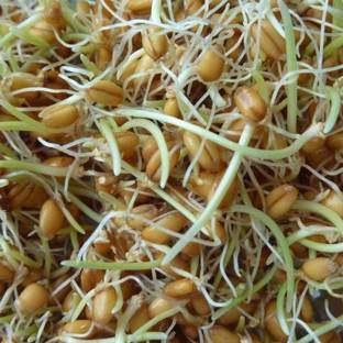 VibeX wheatgrass Seed