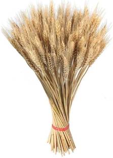 VibeX ® RDX-1230-Wheatgrass Seeds Blended Natural UK Microgreen Seed
