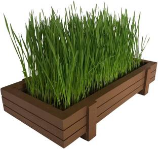 VibeX ® MXI-1336-Certified Organic Wheatgrass Kit Seed