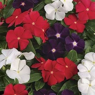 Kofy Vinca Seed