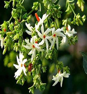 MGBN PARIJAT/PARIJATAM/PARIJATAK/NYCTANTHES ARBOR-TRISTIS/NIGHT FLOWERING JASMINE/HARSHRINGAR FLOWER SEEDS Seed