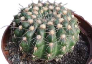 CACTUS VARIETIES Moon Cactus Plant