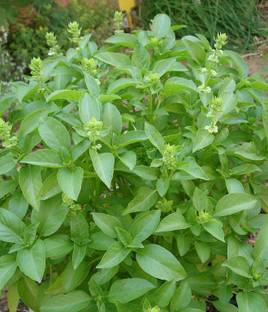 Pioneer Natural Lemon Tulsi, Thai Lemon Basil, Lemon Basil, Lao Basil, Hoary Basil, Ocimum Citriodorum Seed