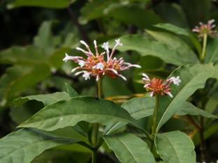 Pioneer Natural Sarpagandha, Rauvolfia serpentina (Rauwolfia serpentina), Indian Snakeroot RS 1 Variety Seed